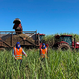 Workers walking through sugarcane field during harvest