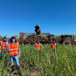 Harvest crew in sugarcane field with loading equipment