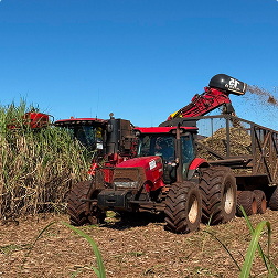 Mechanical sugarcane harvester transferring cane to truck