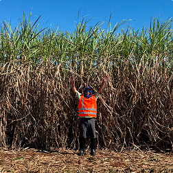 Worker inspecting tall sugarcane crop before harvest