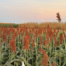 Sorghum field at sunset with mature grain heads