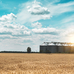 Golden wheat field with grain storage silos at sunrise