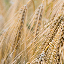 Close-up of ripe barley ears ready for harvest